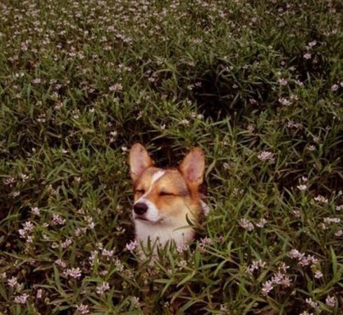 La voce dei cani / Studio