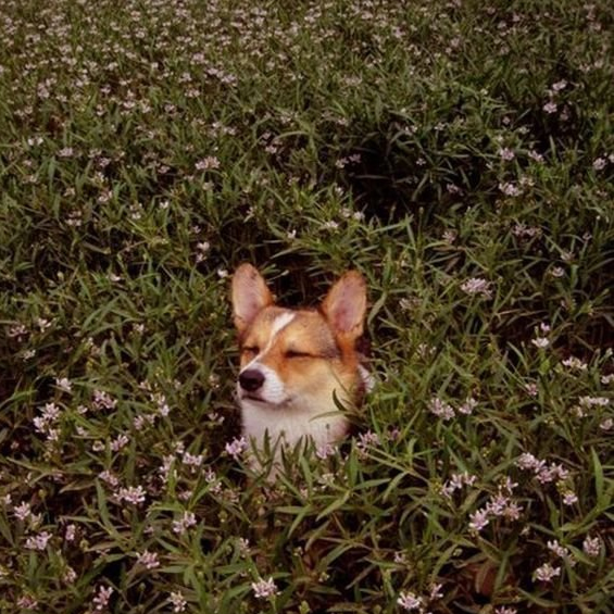 La voce dei cani / Studio